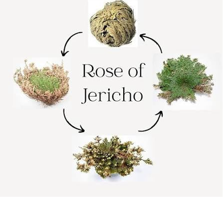 Rose of Jericho - Resurrection Plant