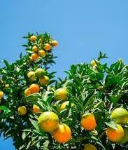 Sun-Kissed Citrus Linen Spray