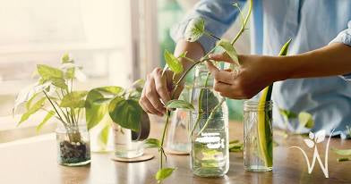 Root & Rise Propagation Drop