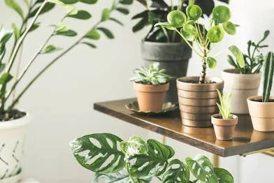 Plant Bug Shield