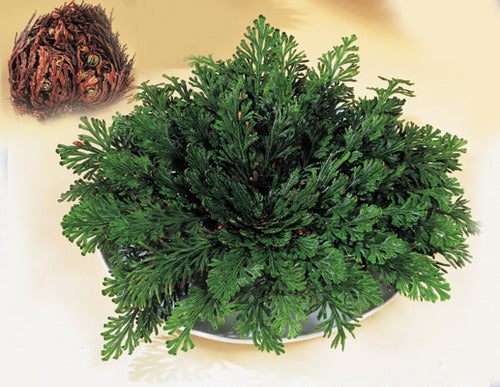 Rose of Jericho - Resurrection Plant
