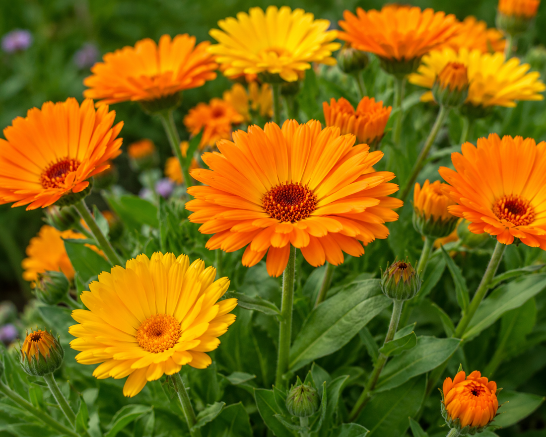 The Golden Glow of Calendula: Nature’s Little Healer for Skin, Wellness & Pollinators