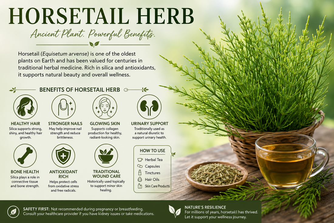 Horsetail Herb: An Ancient Plant with Modern Appeal