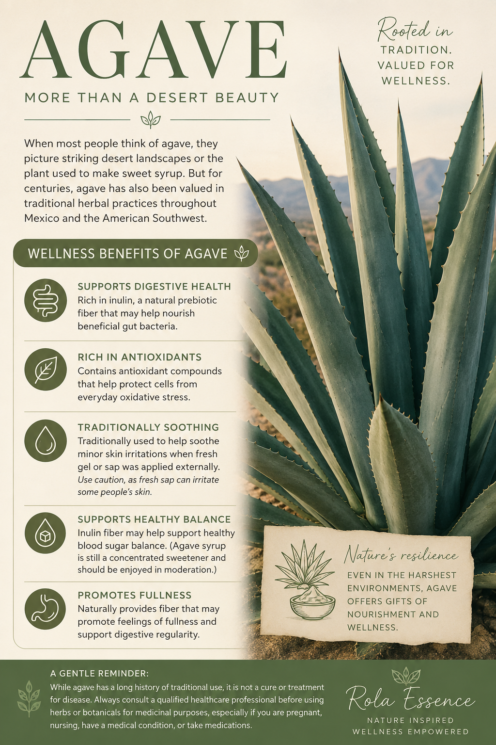 Agave: The Desert Plant with a Rich History of Wellness