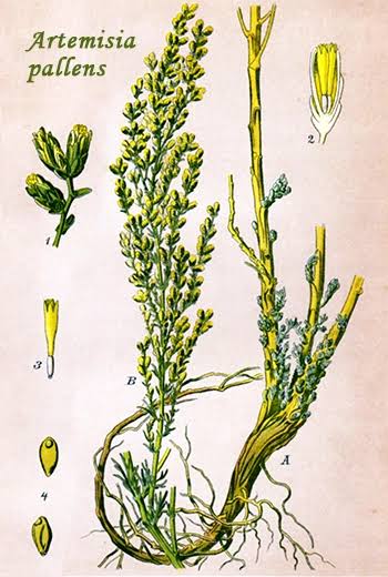 Davana: Uses, Benefits & the Sweetly Mysterious Herb of India