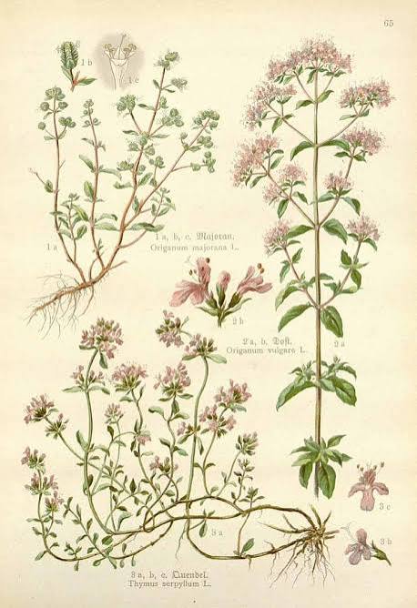 Marjoram: The Gentle Herb of Comfort, Love & Rest