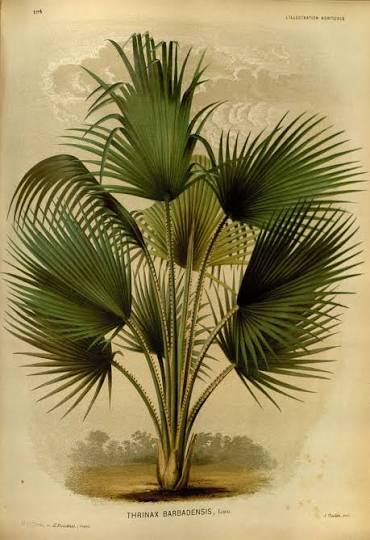 Saw Palmetto: The Small Palm Berry with a Long Herbal History