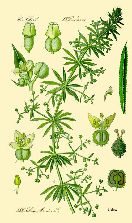 Cleavers: The Clinging Spring Herb for Lymphatic & Skin Support
