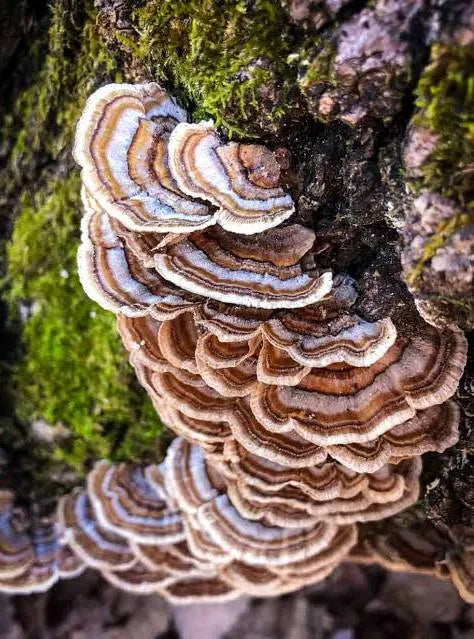 Turkey Tail Mushroom: Uses, Benefits & the Medicine Hidden in the Forest