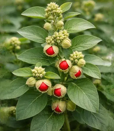 Ashwagandha: Uses, Benefits & the Ancient Wisdom of an Adaptogenic Herb