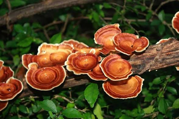 Reishi Mushroom: The Ancient Mushroom of Longevity, Immunity & Wellness