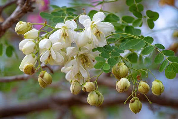 Moringa: The Nutrient-Rich Tree and Its Traditional Uses & Benefits