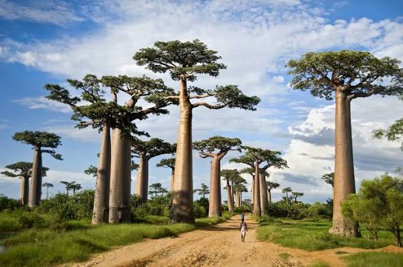 Baobab: The Ancient Tree of Life & Its Traditional Uses and Benefits