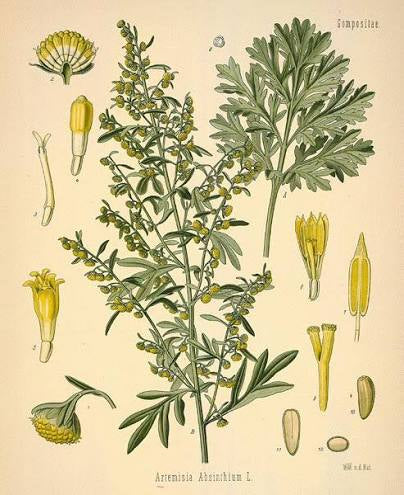 Wormwood: The Ancient Bitter Herb of Protection, Digestion & Folklore