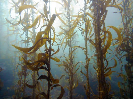 Sea Kelp: Uses, Benefits & the Ocean’s Mineral\-Rich Botanical