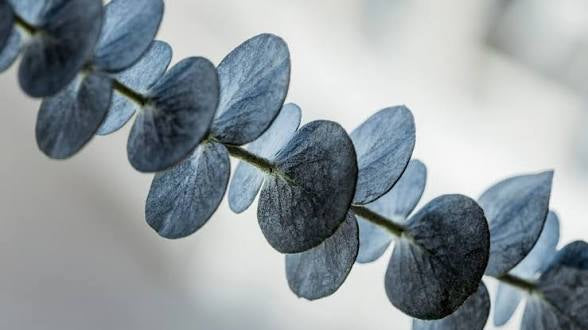 Eucalyptus: Uses, Benefits & the Breath of the Australian Forest