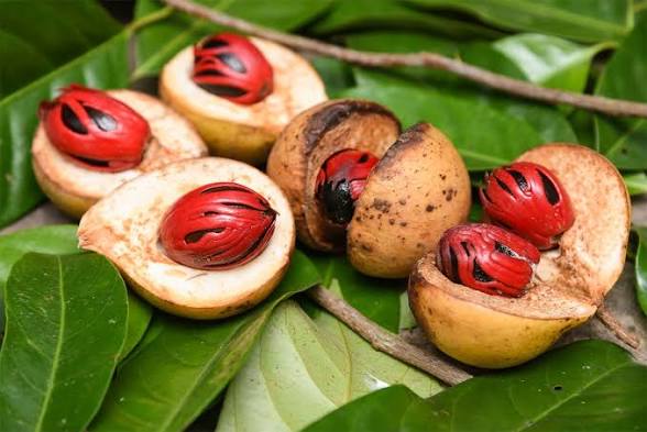 Nutmeg: Benefits, Uses & the Warm Medicine of an Ancient Spice