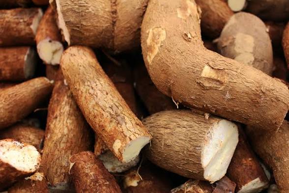 Arrowroot: Benefits, Uses & the Gentle Power of This Tropical Root