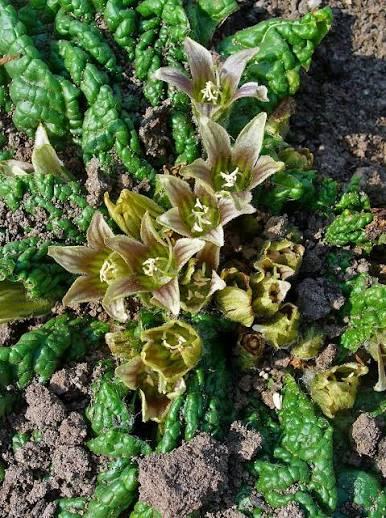 Mandrake: Folklore, Traditional Uses & the Mysterious Root of the Herbal World