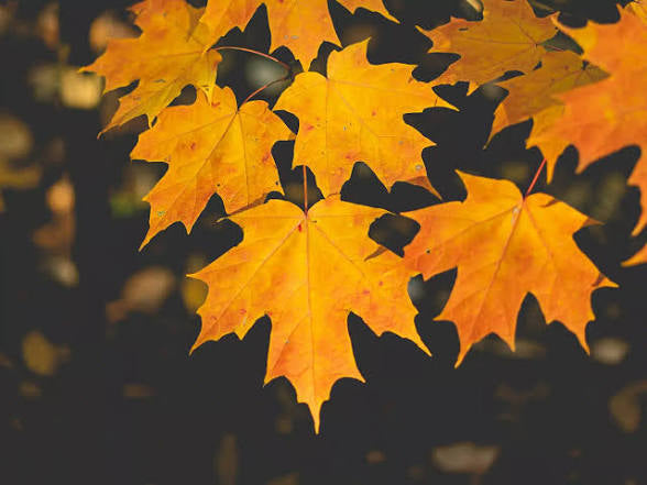 Maple Leaf: Traditional Uses, Benefits & the Herbal Folklore of the Maple Tree