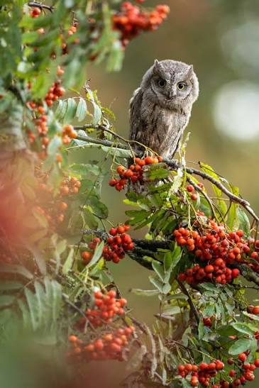 Rowan Tree & Berries: The Protective Tree of the Autumn Hedgerow