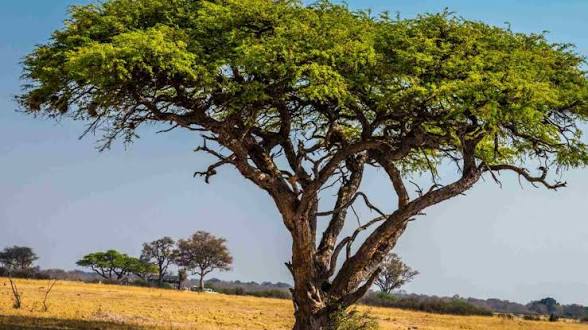 Acacia: Uses, Benefits & the Ancient Story of the Thorn Tree
