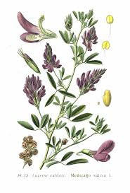 Alfalfa: The Deep-Rooted Herb of Nourishment & Renewal