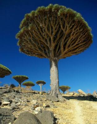 The Dragon Tree: Ancient Blood, Botanical Wonder & Traditional Uses
