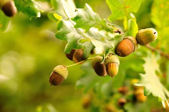 Acorns: The Humble Medicine & Food of the Oak Tree