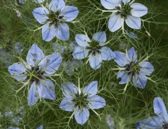 Black Cumin Seed: The Ancient Seed of Wellness, Protection & Herbal Tradition