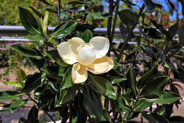Magnolia: Florida’s Fragrant Southern Healer