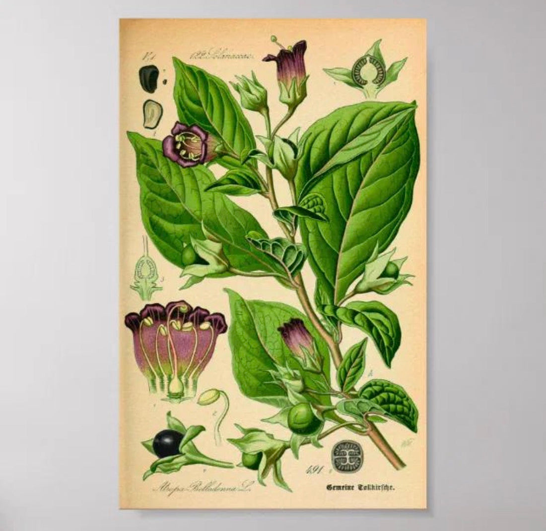 Deadly Nightshade: The Beautiful Poison of Witchcraft, Folklore & Herbal History