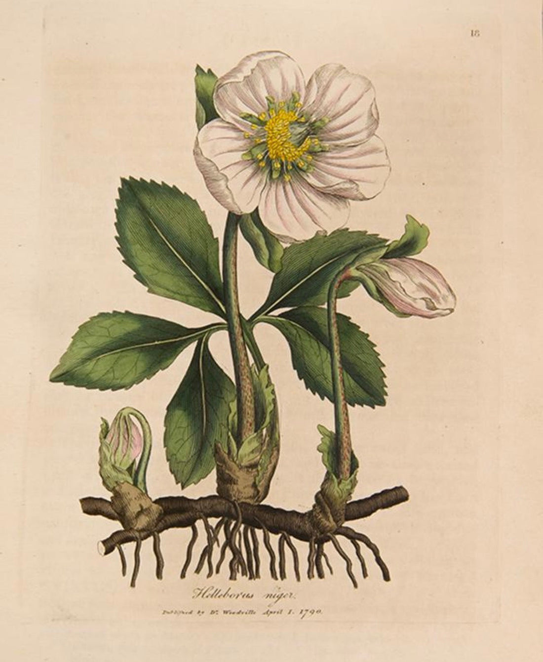 Hellebore: The Enchanting Winter Rose of Folklore, Witchcraft & Herbal History