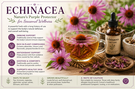 Echinacea: Benefits, Uses, and Traditional Herbal Wisdom