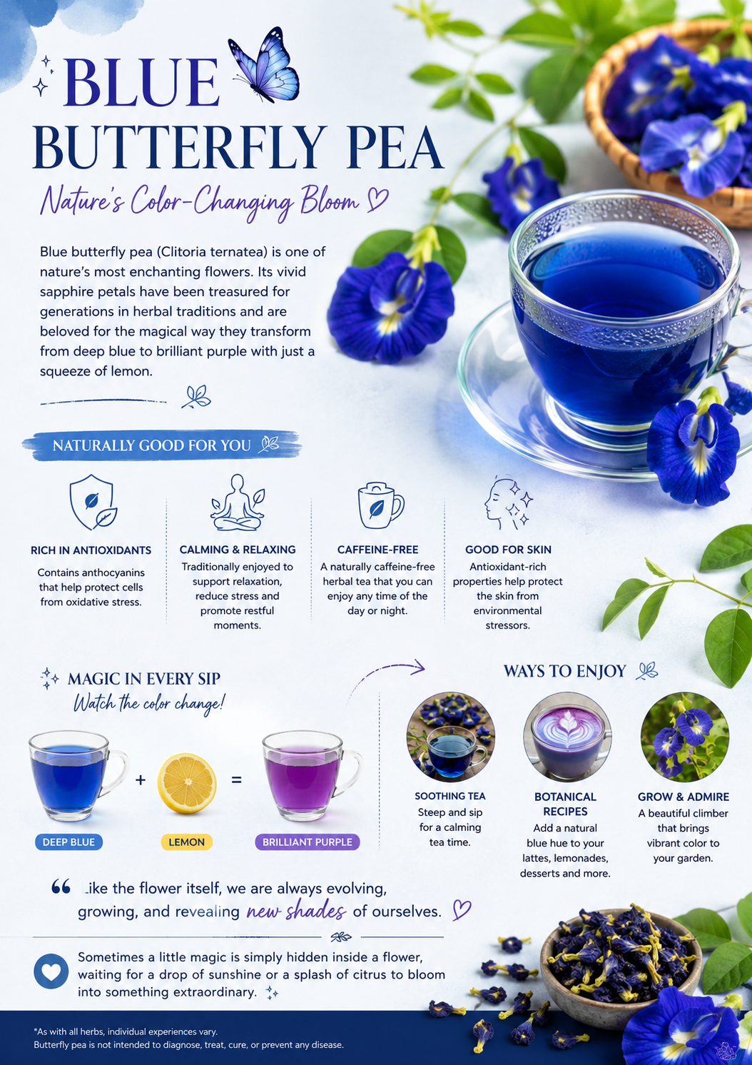 Blue Butterfly Pea Flower: Nature’s Sapphire Blossom for Tea, Wellness & Everyday Wonder