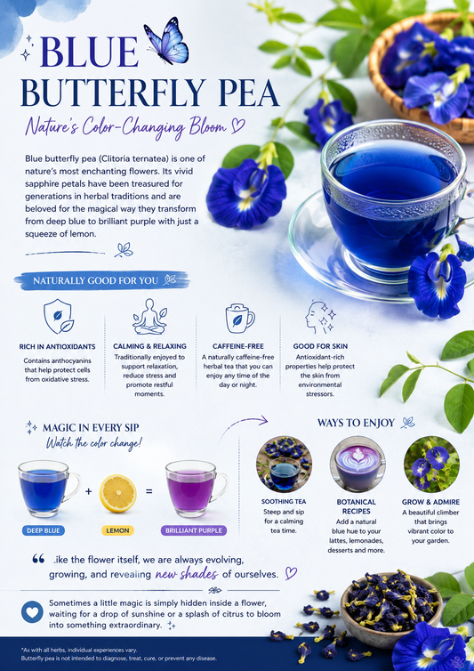 Blue Butterfly Pea Flower: Nature’s Sapphire Blossom for Tea, Wellness & Everyday Wonder