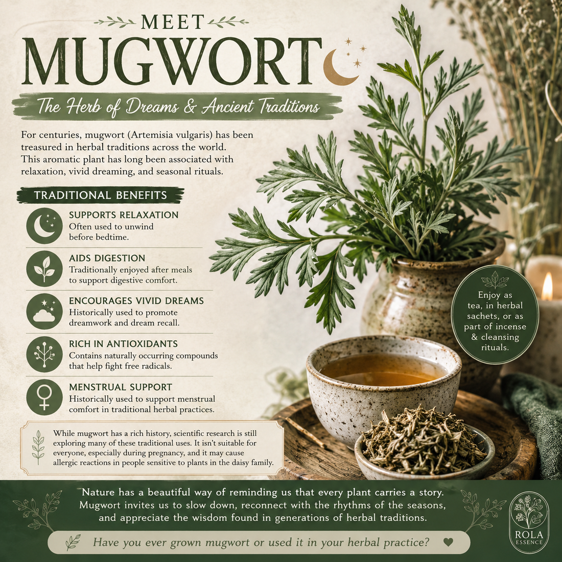 Mugwort Benefits: Traditional Uses, Herbal History & Wellness Guide | Rola Essence