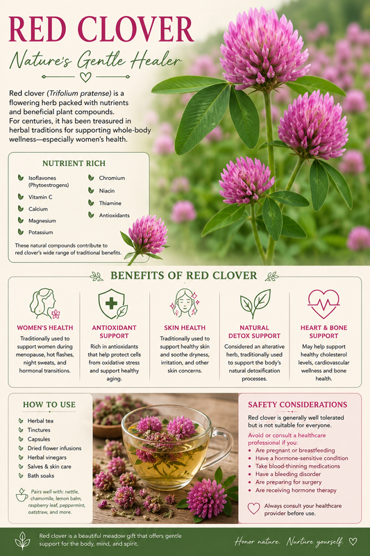 Red Clover (Trifolium pratense): A Gentle Meadow Herb with Remarkable Benefits
