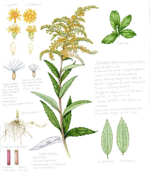 Goldenrod: The Golden Healer of Late Summer