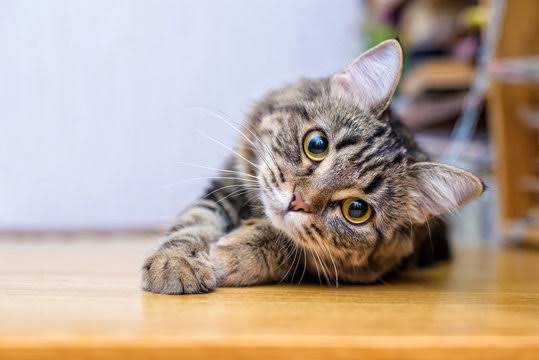 MoonWhisker Coat Oil - Gentle Botanical Conditioning Oil for Cats