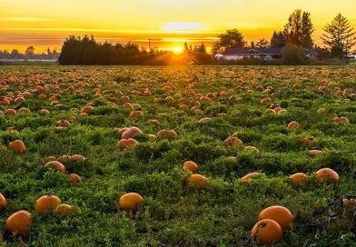 Pumpkin Spice Body Oil