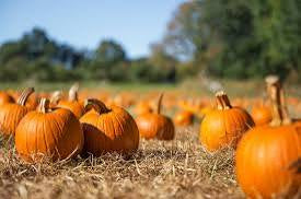 Pumpkin Spice Body Oil