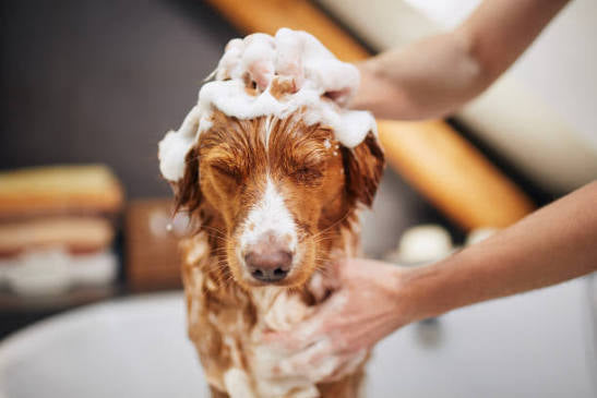 Gentle Meadow Pet Soap - Soothing • Hydrating • Safe for Dogs & Cats
