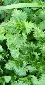 Fresh Start – Eucalyptus Mint