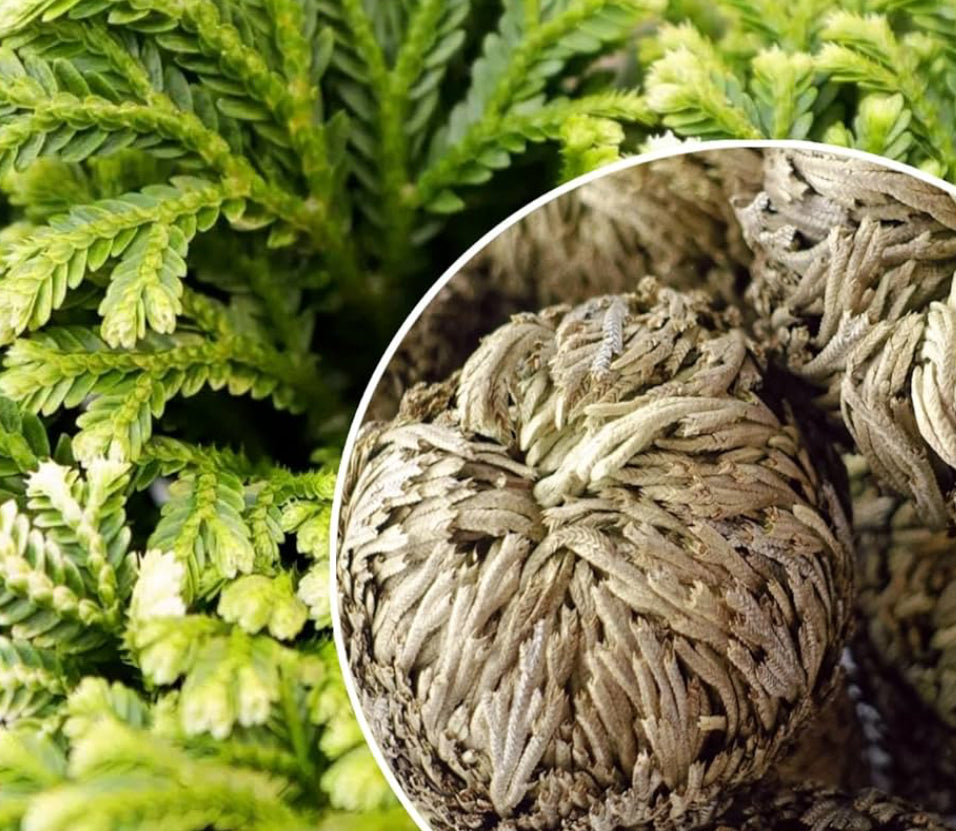 Rose of Jericho - Resurrection Plant