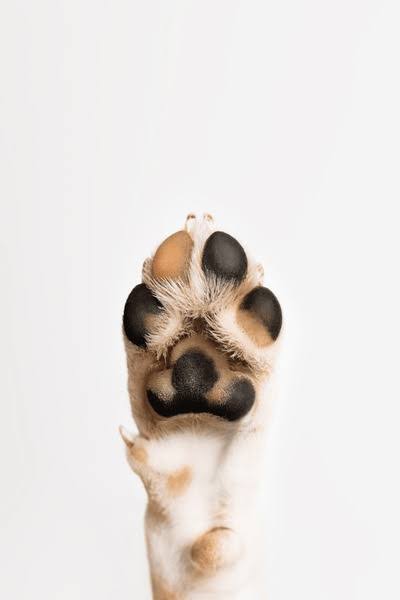 PawKind Herbal Paw Soak - For Tired, Itchy, & Irritated Paws