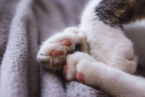 PawKind Herbal Paw Soak - For Tired, Itchy, & Irritated Paws