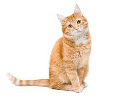 WhisperSoft - Cat Coat Conditoning & Deodorizing Spray