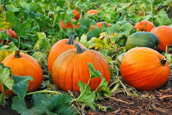 Pumpkinwood Body Scrub
- Warming, Gentle Exfoliation, & Antioxidant Rich ￼