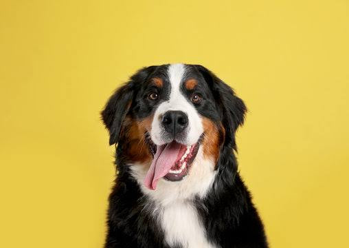 MeadowGloss Fur Oil - Conditioning Oil for Dogs